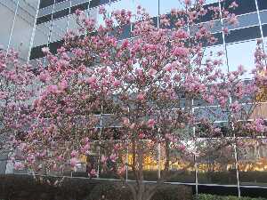 Drvo magnolije u cvatu ispred jednog casino
